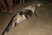  بالصور: خبراء من معهد البحث البحري يفحصون جثة الدولفين على شاطئ يافا 